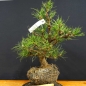 Preview: Pinus nigra Schwarzkiefer