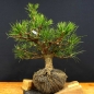 Preview: Pinus nigra Schwarzkiefer