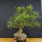 Preview: Pinus nigra Schwarzkiefer