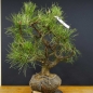 Preview: Pinus nigra Schwarzkiefer