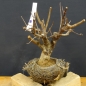 Preview: Prunus padus, Traubenkirsche, Bonsai