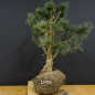 Preview: Blaue Mädchenkiefer - Pinus parvifolia 'Glauca' B10