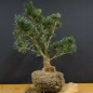 Preview: Pinus parviflora Mädchenkiefer