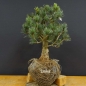 Preview: Blaue Mädchenkiefer - Pinus parvifolia 'Glauca' B8