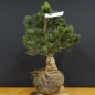 Preview: Pinus parviflora Mädchenkiefer