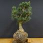 Preview: Pinus parviflora Mädchenkiefer