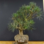 Preview: Bonsai, Pinus sylvestris