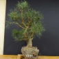 Preview: Bonsai, Pinus sylvestris