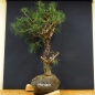 Preview: Pinus nigra Schwarzkiefer