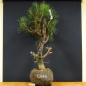 Preview: Bonsai, Pinus sylvestris links