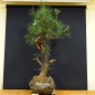 Preview: Pinus nigra Schwarzkiefer