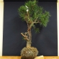 Preview: Bonsai, Pinus sylvestris