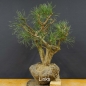 Preview: Bonsai, Pinus sylvestris