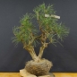 Preview: Bonsai, Pinus sylvestris