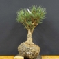 Preview: Pinus sylvestris Silberkiefer