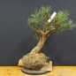 Preview: Pinus sylvestris Silberkiefer