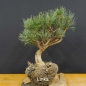 Preview: Pinus sylvestris Silberkiefer