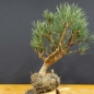 Preview: Pinus sylvestris Silberkiefer