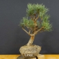 Preview: Pinus sylvestris Silberkiefer