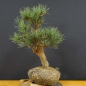 Preview: Pinus sylvestris Silberkiefer