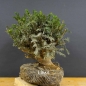 Preview: Taxus baccata Gemeine Eibe