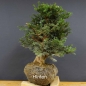 Preview: Taxus baccata Gemeine Eibe