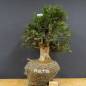 Preview: Taxus baccata Gemeine Eibe