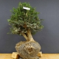 Preview: Taxus baccata Gemeine Eibe