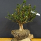 Preview: Taxus baccata Gemeine Eibe