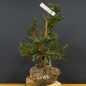 Preview: Taxus baccata Gemeine Eibe