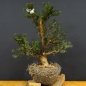 Preview: Taxus baccata Gemeine Eibe