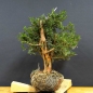 Preview: Taxus baccata Gemeine Eibe