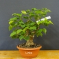 Preview: Tilia, cordata, Linde, Winterlinde, Bonsai