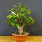 Preview: Tilia, cordata, Linde, Winterlinde, Bonsai