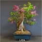 Preview: blauer flieder bonsai