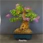 Preview: blauer flieder bonsai