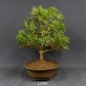 Preview: Bonsai, JAbendländischer Lebensbaum, Thuja occidentalis