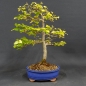 Preview: Bonsai, Feldulme Ulmus minor