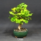 Preview: Bonsai Japanische Zelkove