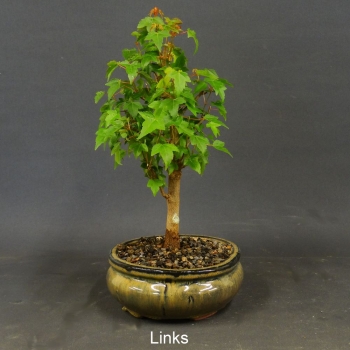 Acer buergerianum links