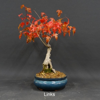 Acer ginnala links