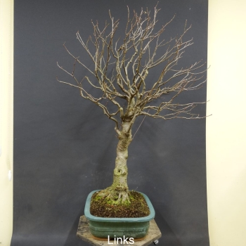 Bonsai, Schwarzerle, Alnus, links