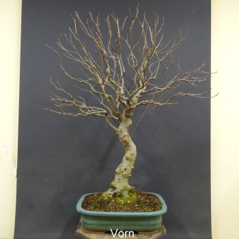 Bonsai, Schwarzerle, Alnus, vorn