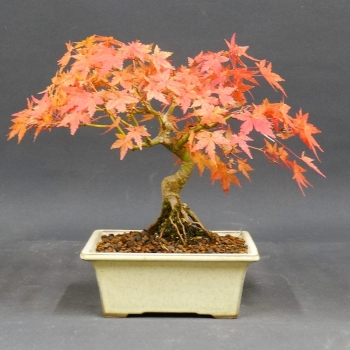 Japanischer Fächerahorn - Acer palmatum 1