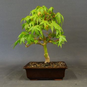 Japanischer Fächerahorn - Acer palmatum 2