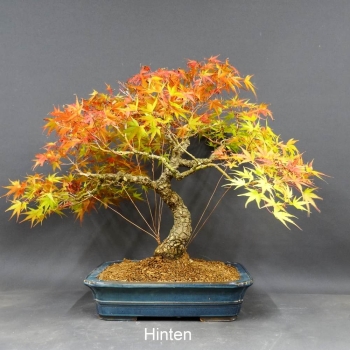 Acer palmatum Fächerahorn