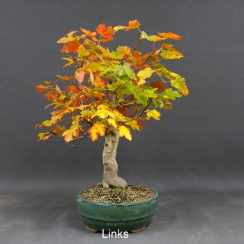 Kanadischer Rotahorn 1 Acer rubrum links