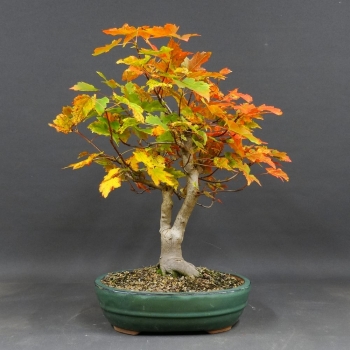 Kanadischer Rotahorn - Acer rubrum 1