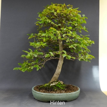 Bonsai, Hainbuche