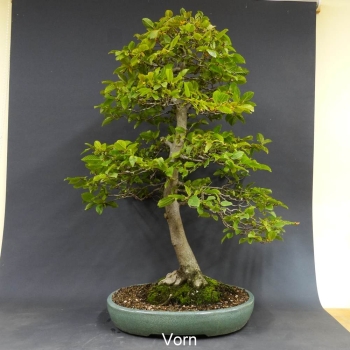 Hainbuche-Carpinus betulus 990,-€